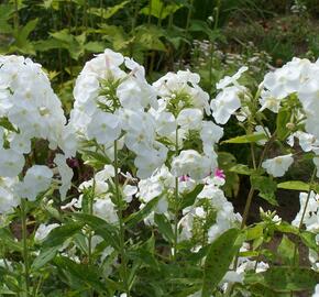 Plamenka latnatá 'Peacock White' - Phlox paniculata 'Peacock White'