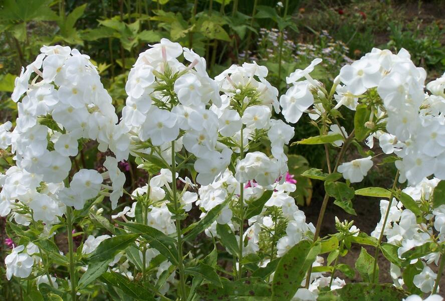 Plamenka latnatá 'Peacock White' - Phlox paniculata 'Peacock White'