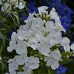 Plamenka latnatá 'Peacock White' - Phlox paniculata 'Peacock White'