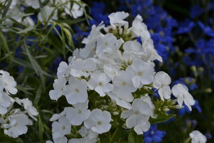 Plamenka latnatá 'Peacock White' - Phlox paniculata 'Peacock White'