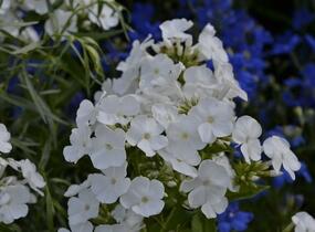 Plamenka latnatá 'Peacock White' - Phlox paniculata 'Peacock White'
