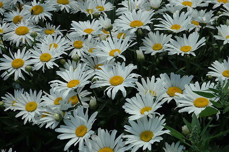 Kopretina velkokvětá 'Silver Princess' - Leucanthemum x superbum 'Silver Princess'