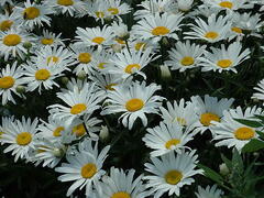 Kopretina velkokvětá 'Silver Princess' - Leucanthemum x superbum 'Silver Princess'
