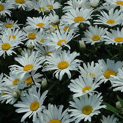 Kopretina velkokvětá 'Silver Princess' - Leucanthemum x superbum 'Silver Princess'