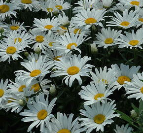 Kopretina velkokvětá 'Silver Princess' - Leucanthemum x superbum 'Silver Princess'