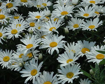 Kopretina velkokvětá 'Silver Princess'