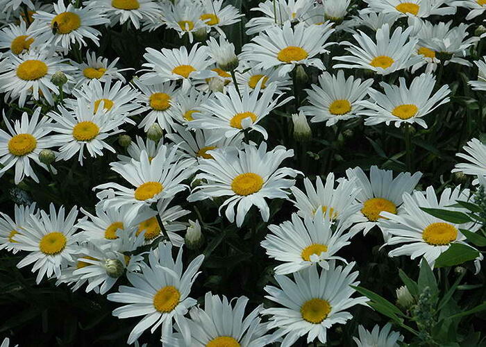 Kopretina velkokvětá 'Silver Princess' - Leucanthemum x superbum 'Silver Princess'