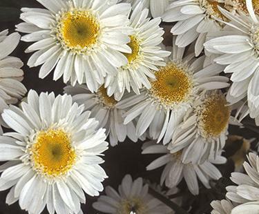 Kopretina největší 'Sunny Side Up' - Leucanthemum maximum 'Sunny Side Up'