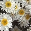 Kopretina největší 'Sunny Side Up' - Leucanthemum maximum 'Sunny Side Up'