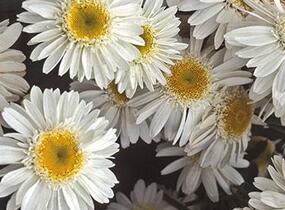 Kopretina největší 'Sunny Side Up' - Leucanthemum maximum 'Sunny Side Up'