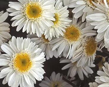 Kopretina největší 'Sunny Side Up'