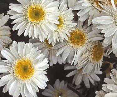 Kopretina největší 'Sunny Side Up' - Leucanthemum maximum 'Sunny Side Up'