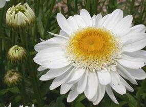 Kopretina největší 'Sunny Side Up' - Leucanthemum maximum 'Sunny Side Up'