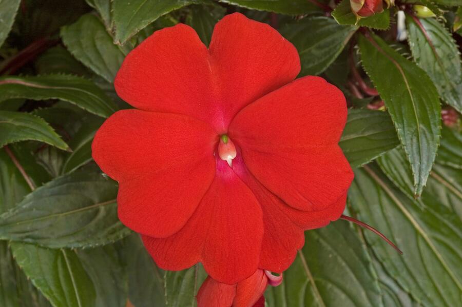 Netýkavka 'Sonic Deep Red' - Impatiens Neu Guinea 'Sonic Deep Red'