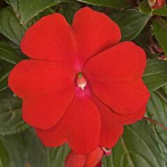 Netýkavka 'Sonic Deep Red' - Impatiens Neu Guinea 'Sonic Deep Red'
