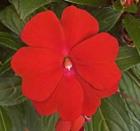 Netýkavka 'Sonic Deep Red' - Impatiens Neu Guinea 'Sonic Deep Red'
