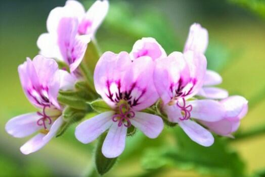 Muškát, pelargonie vonná 'Cola' - Pelargonium odoratissimum 'Cola'