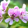 Muškát, pelargonie vonná 'Cola' - Pelargonium odoratissimum 'Cola'