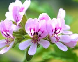 Muškát, pelargonie vonná 'Cola'