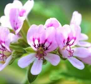 Muškát, pelargonie vonná 'Cola' - Pelargonium odoratissimum 'Cola'