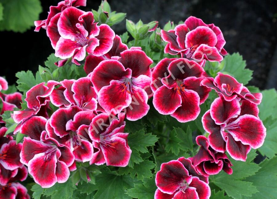 Muškát, pelargonie velkokvětá 'Aristo Beauty' - Pelargonium grandiflorum 'Aristo Beauty'