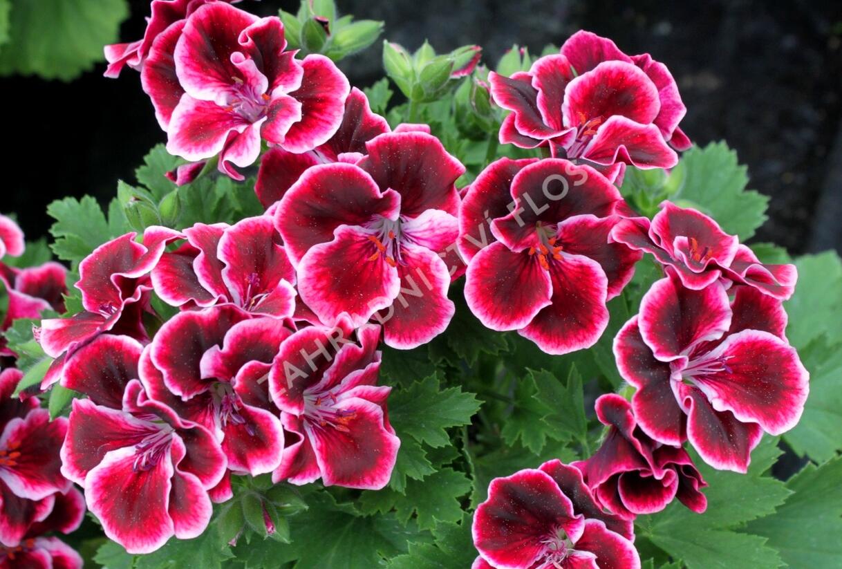 Muškát, pelargonie velkokvětá 'Aristo Beauty' - Pelargonium grandiflorum 'Aristo Beauty'
