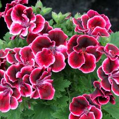 Muškát, pelargonie velkokvětá 'Aristo Beauty' - Pelargonium grandiflorum 'Aristo Beauty'