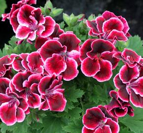 Muškát, pelargonie velkokvětá 'Aristo Beauty' - Pelargonium grandiflorum 'Aristo Beauty'