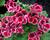 Muškát, pelargonie velkokvětá 'Aristo Beauty'