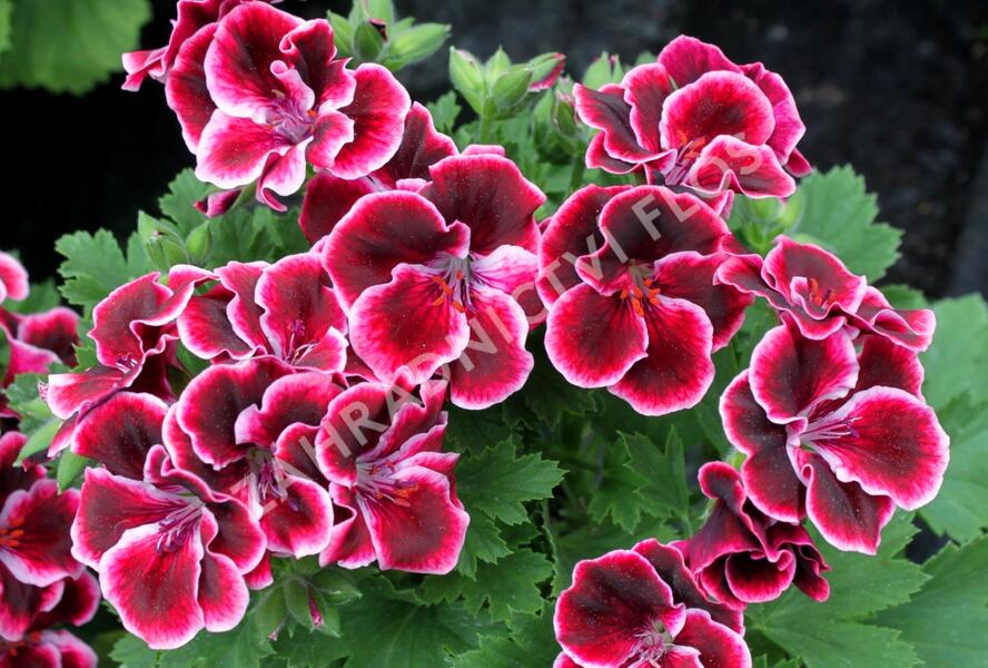 Muškát, pelargonie velkokvětá 'Aristo Beauty' - Pelargonium grandiflorum 'Aristo Beauty'