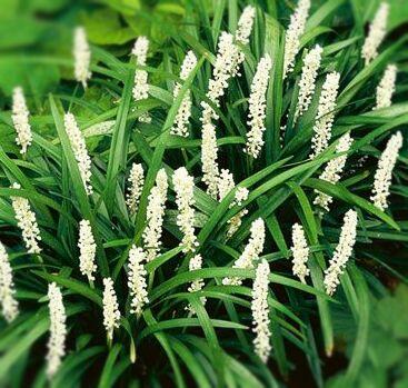 Liriope 'Monroe White' - Liriope muscari 'Monroe White'