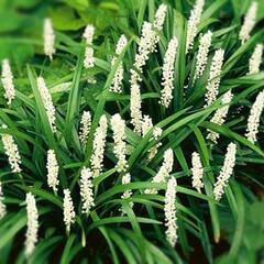 Liriope 'Monroe White' - Liriope muscari 'Monroe White'