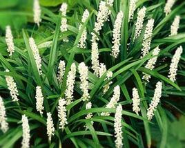 Liriope 'Monroe White'