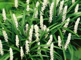 Liriope 'Monroe White' - Liriope muscari 'Monroe White'