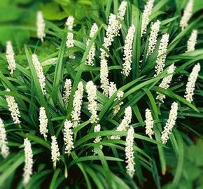 Liriope 'Monroe White' - Liriope muscari 'Monroe White'