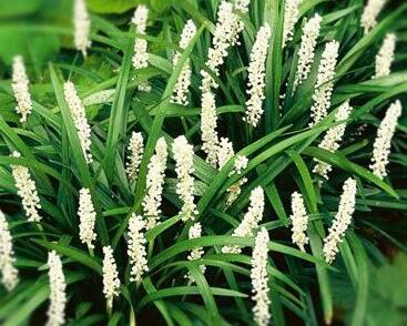 Liriope 'Monroe White'