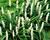 Liriope 'Monroe White'