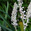 Liriope 'Monroe White' - Liriope muscari 'Monroe White'