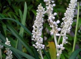Liriope 'Monroe White' - Liriope muscari 'Monroe White'