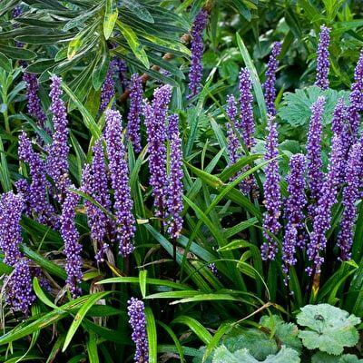 Liriope 'Big Blue' - Liriope muscari 'Big Blue'