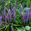 Liriope 'Big Blue' - Liriope muscari 'Big Blue'