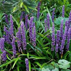 Liriope 'Big Blue' - Liriope muscari 'Big Blue'