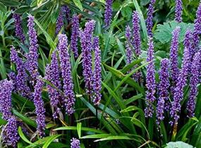 Liriope 'Big Blue' - Liriope muscari 'Big Blue'