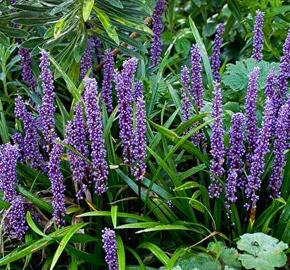 Liriope 'Big Blue' - Liriope muscari 'Big Blue'