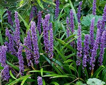 Liriope 'Big Blue'