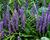 Liriope 'Big Blue'