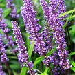 Liriope 'Big Blue' - Liriope muscari 'Big Blue'