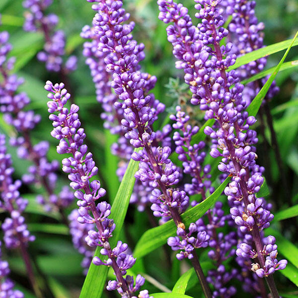 Liriope 'Big Blue' - Liriope muscari 'Big Blue'