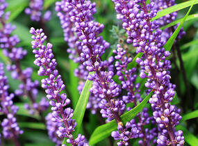 Liriope 'Big Blue' - Liriope muscari 'Big Blue'