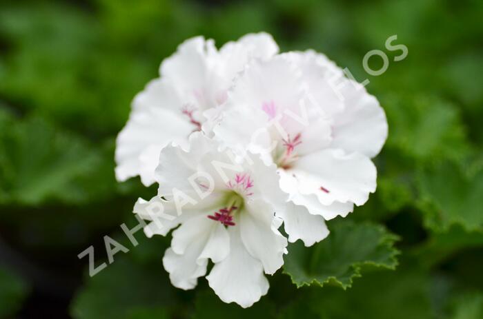 Muškát, pelargonie velkokvětá 'Mona Lisa' - Pelargonium grandiflorum 'Mona Lisa'